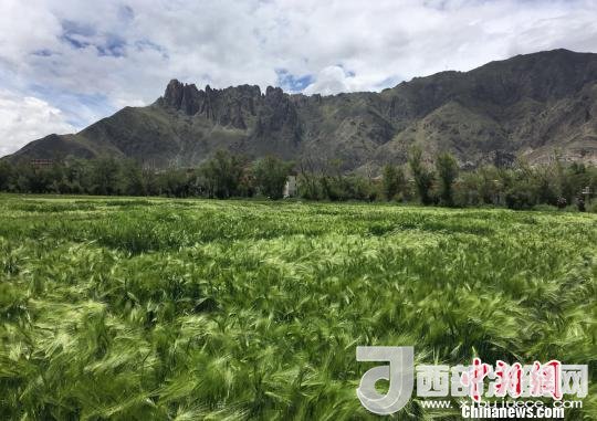 2017年西藏青稞總產(chǎn)量達到79萬噸，占糧食總產(chǎn)量的77%。圖為西藏青稞?！⊥跤窳?攝