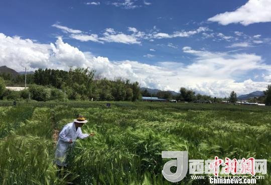 西藏與9家國家重點實驗室合力促青稞增產(chǎn)、牦牛育肥