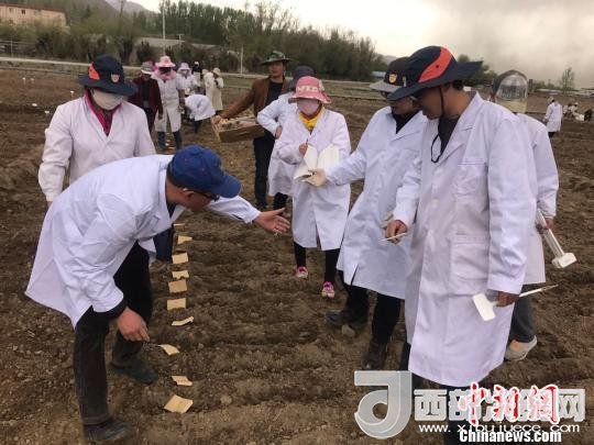 圖為研究員實地調(diào)研青稞生長土壤。　王玉林 攝