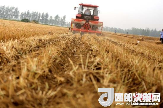 資料圖：收割機(jī)進(jìn)行機(jī)械化收割。<a target='_blank'  data-cke-saved- >中新社</a>記者 王中舉 攝