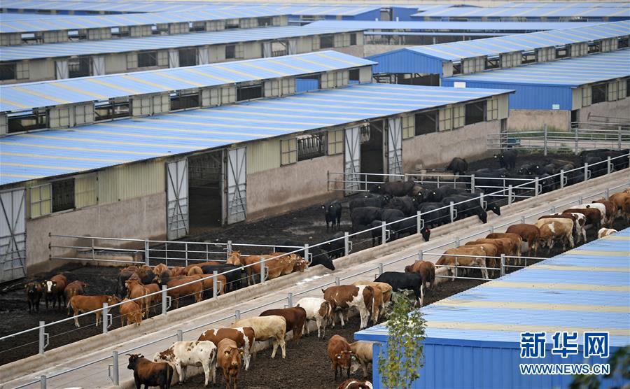 （壯麗70年·奮斗新時代——共和國發(fā)展成就巡禮·圖文互動）（11）生態(tài)美、百姓富——品讀嶄新“寧夏畫卷”