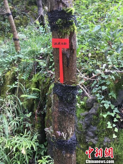 貴州同威生物科技有限公司鐵皮石斛種植?！≈軏?攝