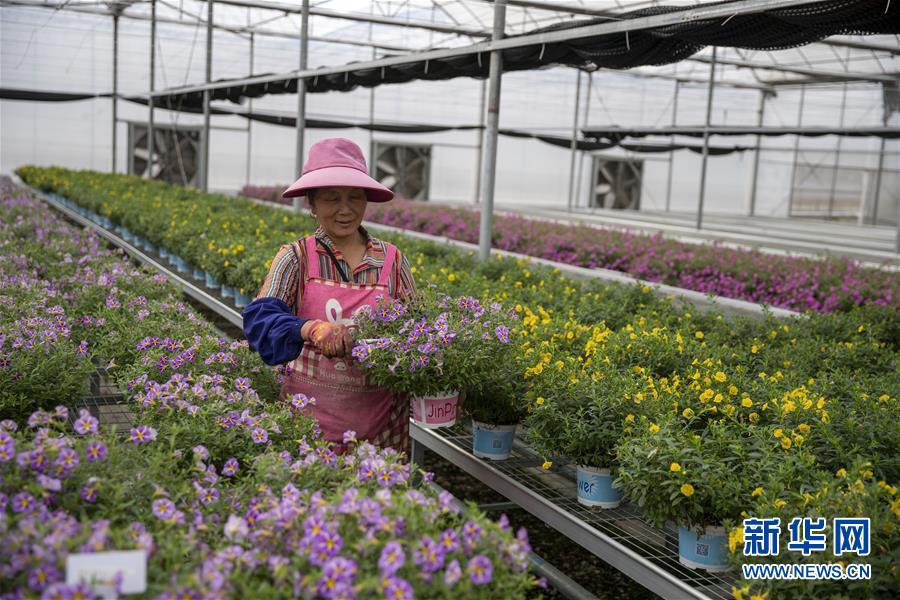 （新華全媒頭條·走向我們的小康生活·圖文互動）（8）綠染云嶺小康路——生態(tài)文明建設(shè)的云南實(shí)踐