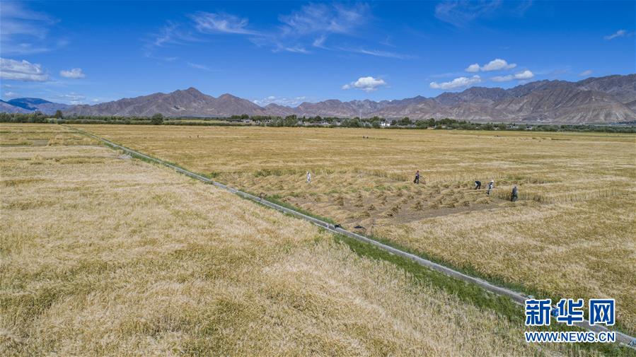 （新華全媒頭條·走向我們的小康生活·圖文互動）（11）扎西德勒，我們的新家園——西藏易地扶貧搬遷搬出幸福美好新生活